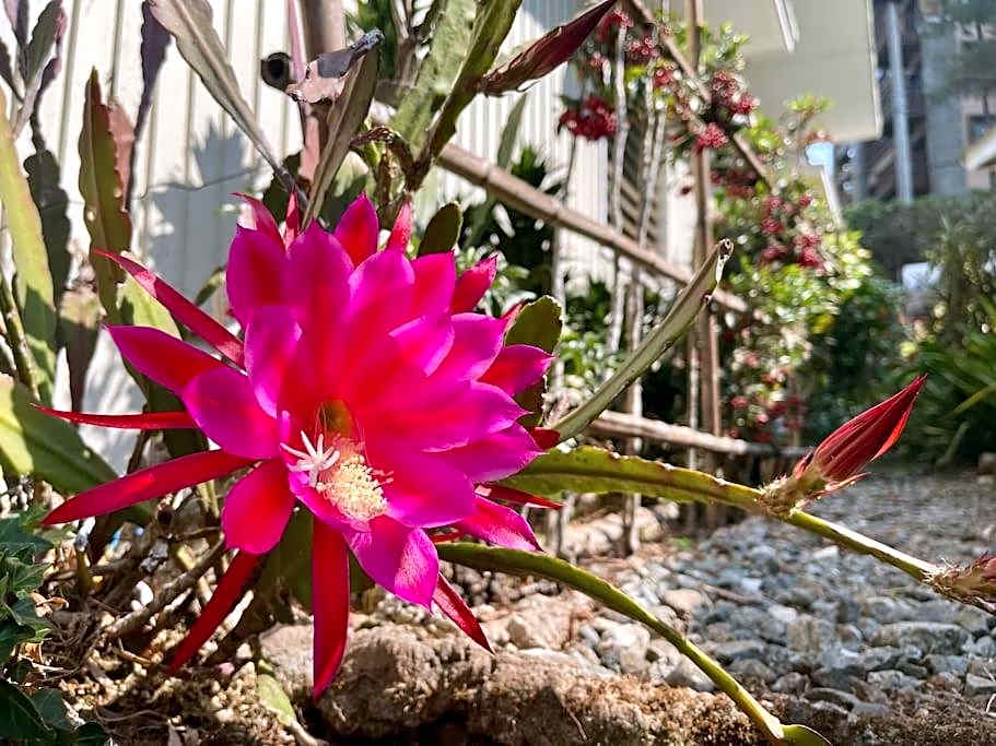 Mid-Century Modern Centrally Located Garden Oasis