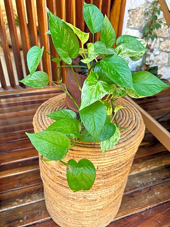 Casa Ita Surf - Adults Only