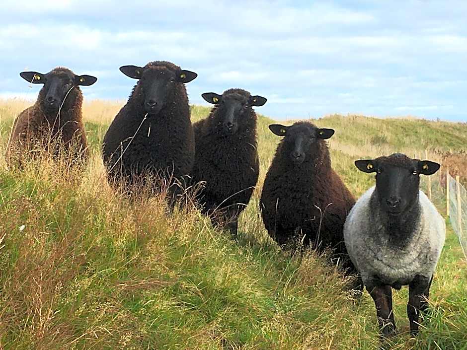 Rikke og Franks Svineri