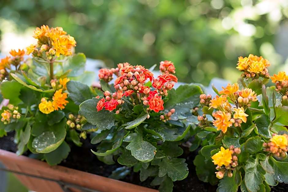 The Bellini House by House In Naples