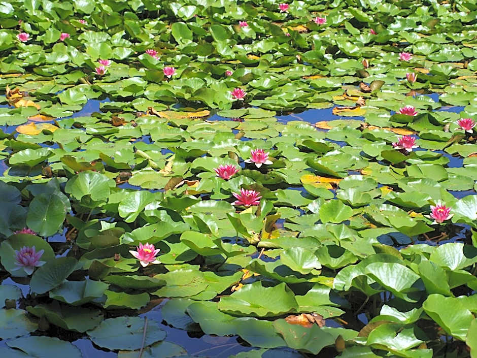 Auberge - Hotel U Paradisu