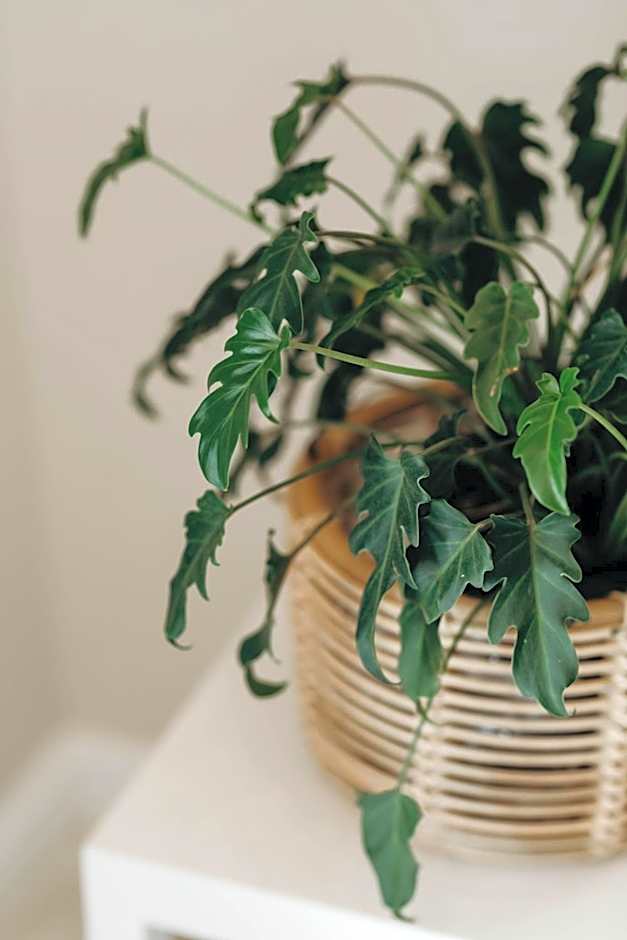 Robberg Beach Lodge - Lion Roars Hotels & Lodges