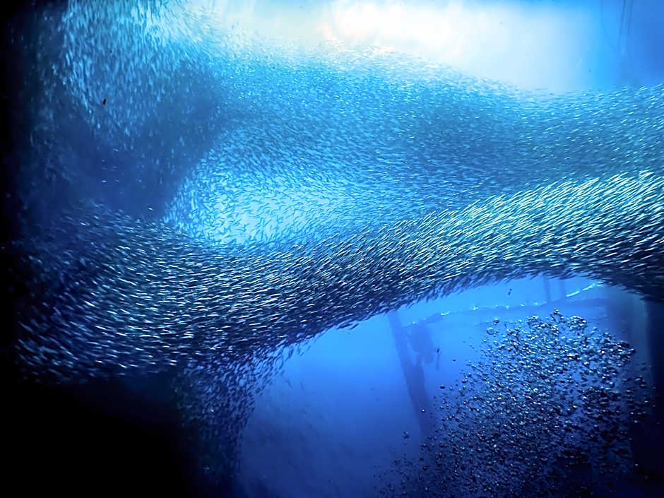 Chief Mau Moalboal Cebu