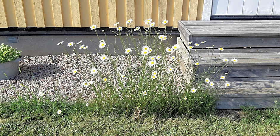 Björkängs Vandrarhem