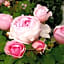 Boutiquehotel Goldene Rose - self-check-in
