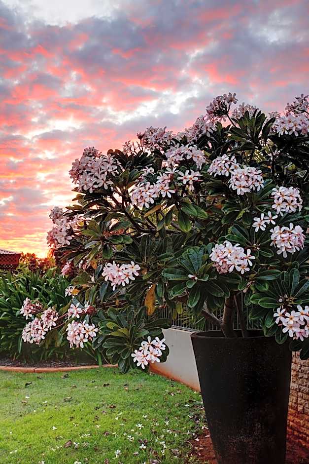 Mantra Frangipani Broome