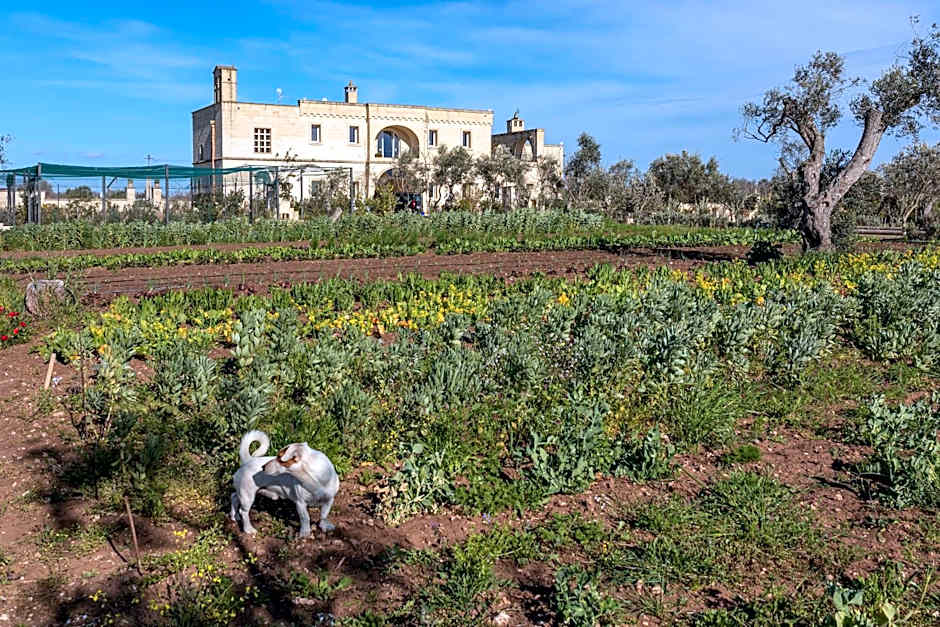 Masseria Borgo Segine - Relais nel Salento