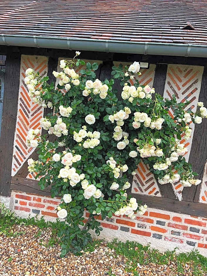 Oh ! Fleurs des champs