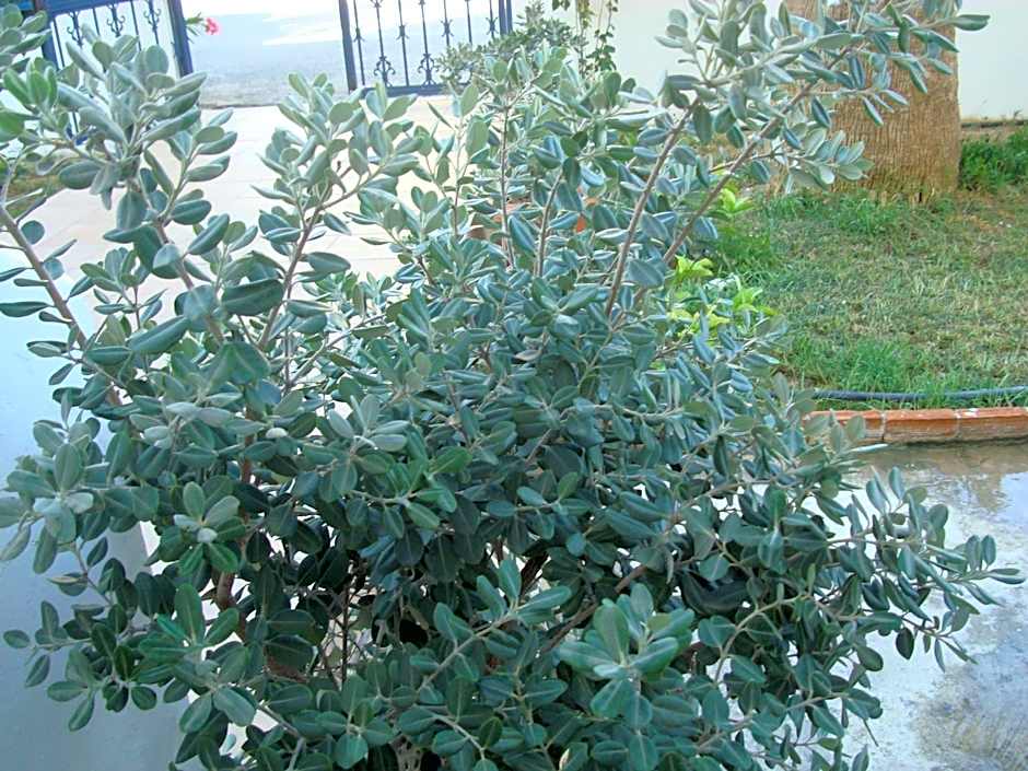 Philippos Studios & Apartments