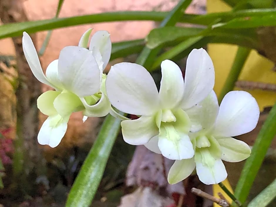 Canto das Orquídeas