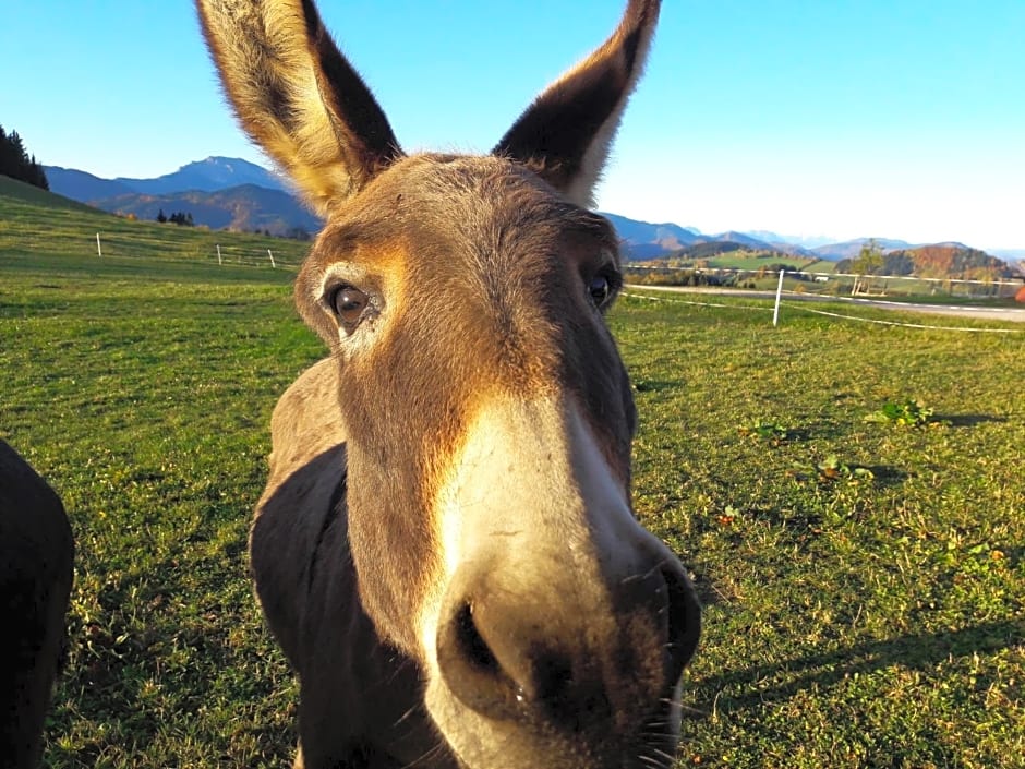 Ötscherblick Fam Winter