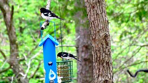 5 Ojo Inn Bed and Breakfast