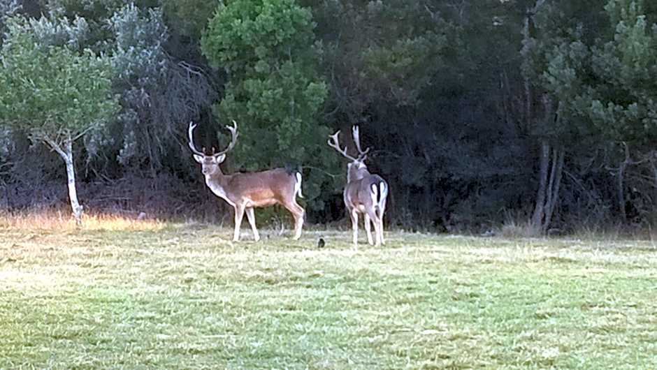 Green Hills Forest Lodge