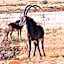 Otterskloof Game Reserve