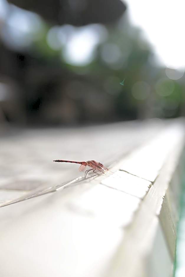 Los Amigos Nest Hostel