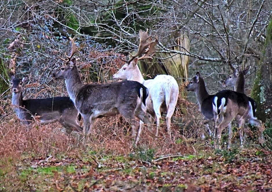 Rosedale Bed and Breakfast