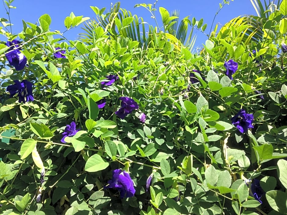 Chambre d'hôte Coeur-CoCo piscine