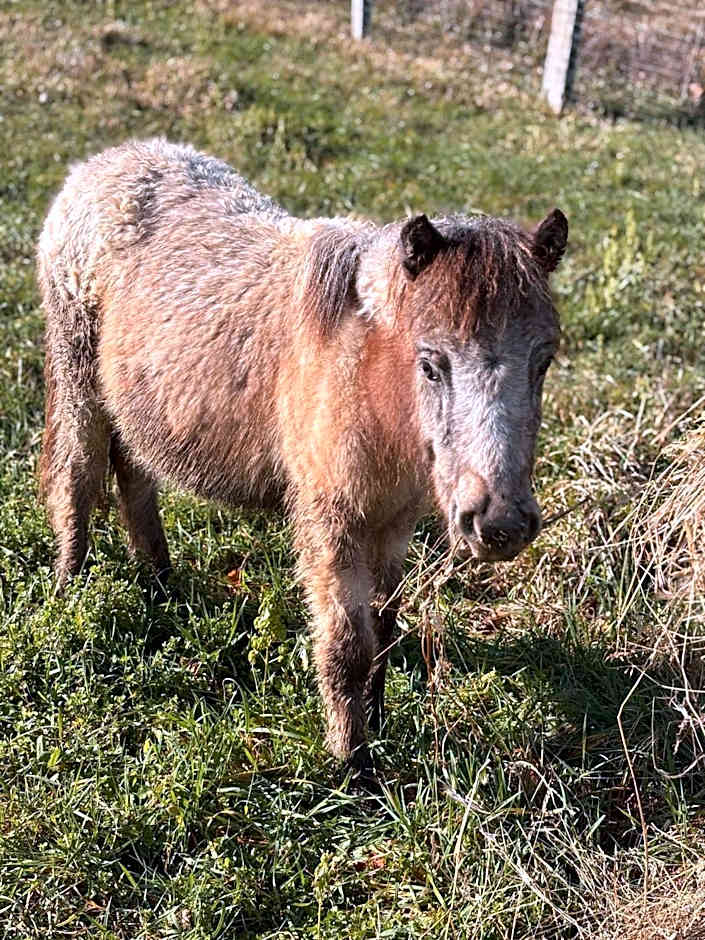 Agriturismo B&B La Cerasa