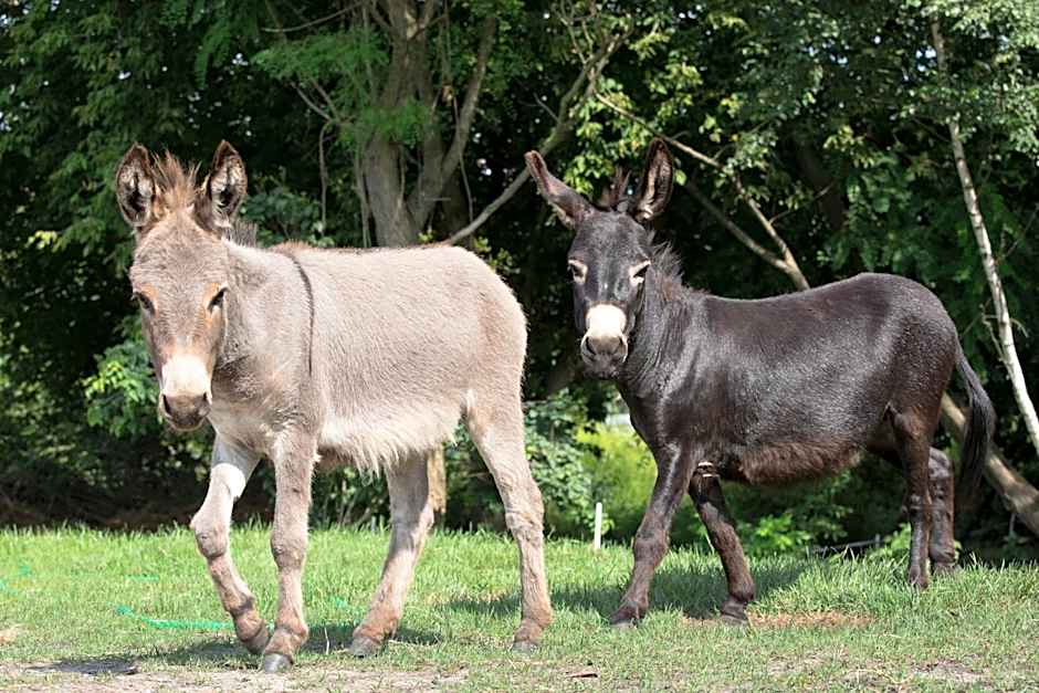 Garni Hotel Lavendelhof