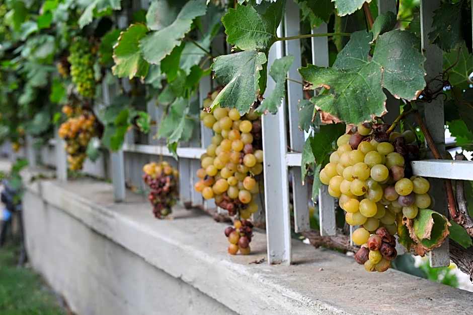 All'ombra del Carrubo - Metaponto