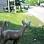 Northeaster Motel