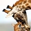 Kwandwe Private Game Reserve - Uplands Homestead