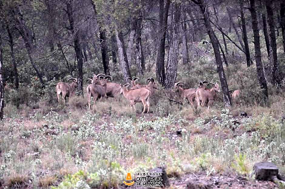 Albergue Coto Real de la Marina
