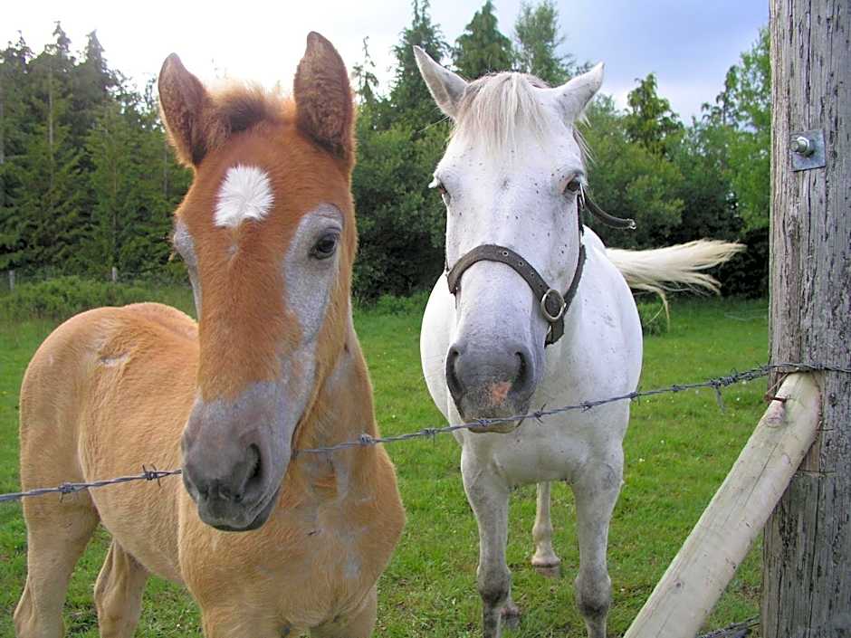 Lakeland Midsummer Lakehouse