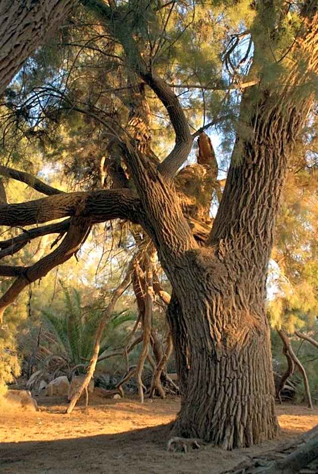 Tobiana Desert Lodging Negev
