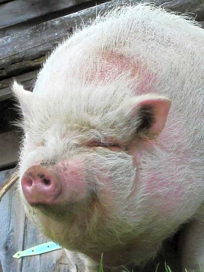 Berghotel Arthurhaus