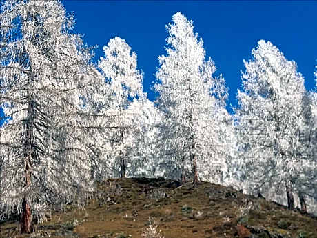 Economy Quadruple Room