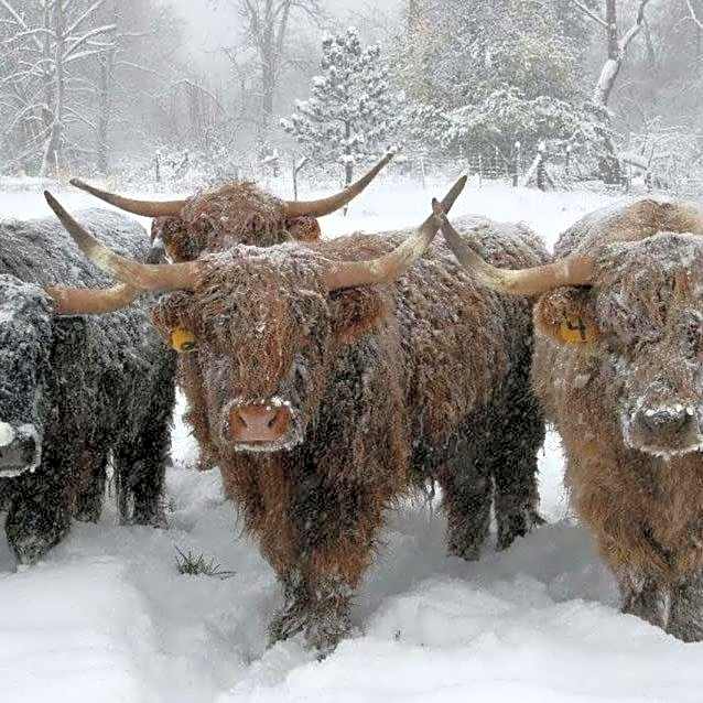 The Acarsaid - Pitlochry