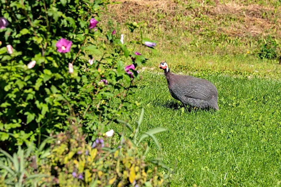 Brunner - Ferienwohnung im Hühnerhotel