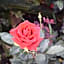 Rose Garden Inn