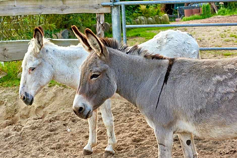 Room and kitchen im Katerberg