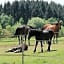 Chambre d'hôte équestre Au petit bonheur