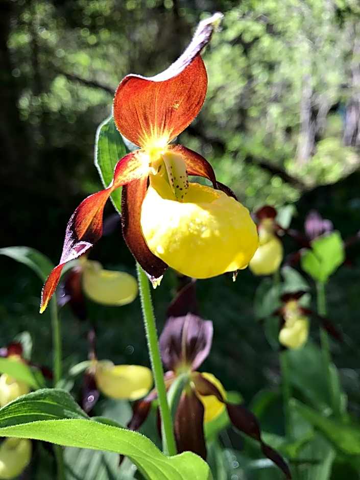 Bed & Breakfast La Val