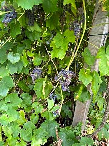 Amsterdam Area Residence Oosterwold