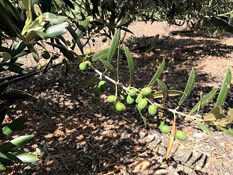 Eslanzarote Eco Dome Experience