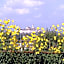 Il Poggiolo Delle Rose Bed&Breakfast