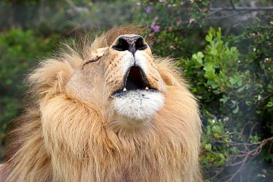 Garden Route Safari Camp