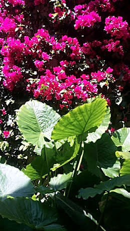 Standard Double Room with Two Double Beds