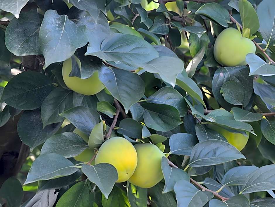 Senler Boutique Hotel