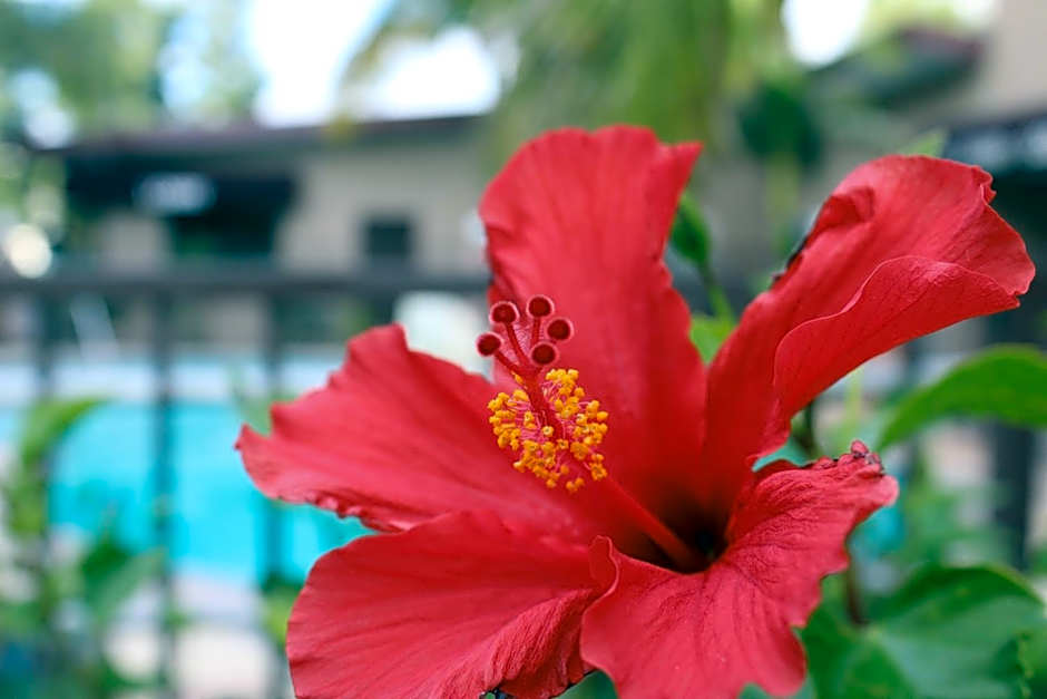 Budget Inn Anaheim near Disneyland Drive