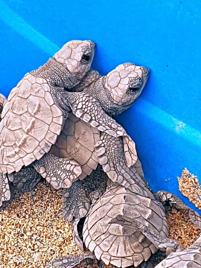 Villa Star of the Sea