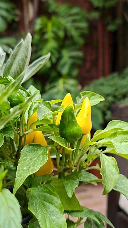 BE Jardin Escondido By Coppola