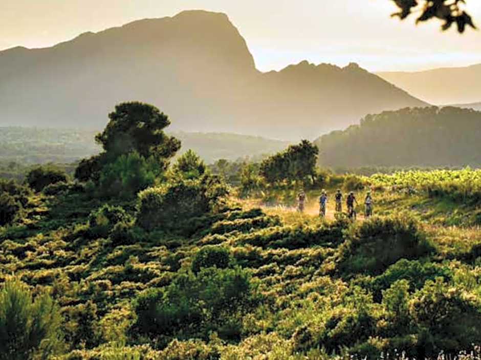 Le Castellas du Pic St Loup