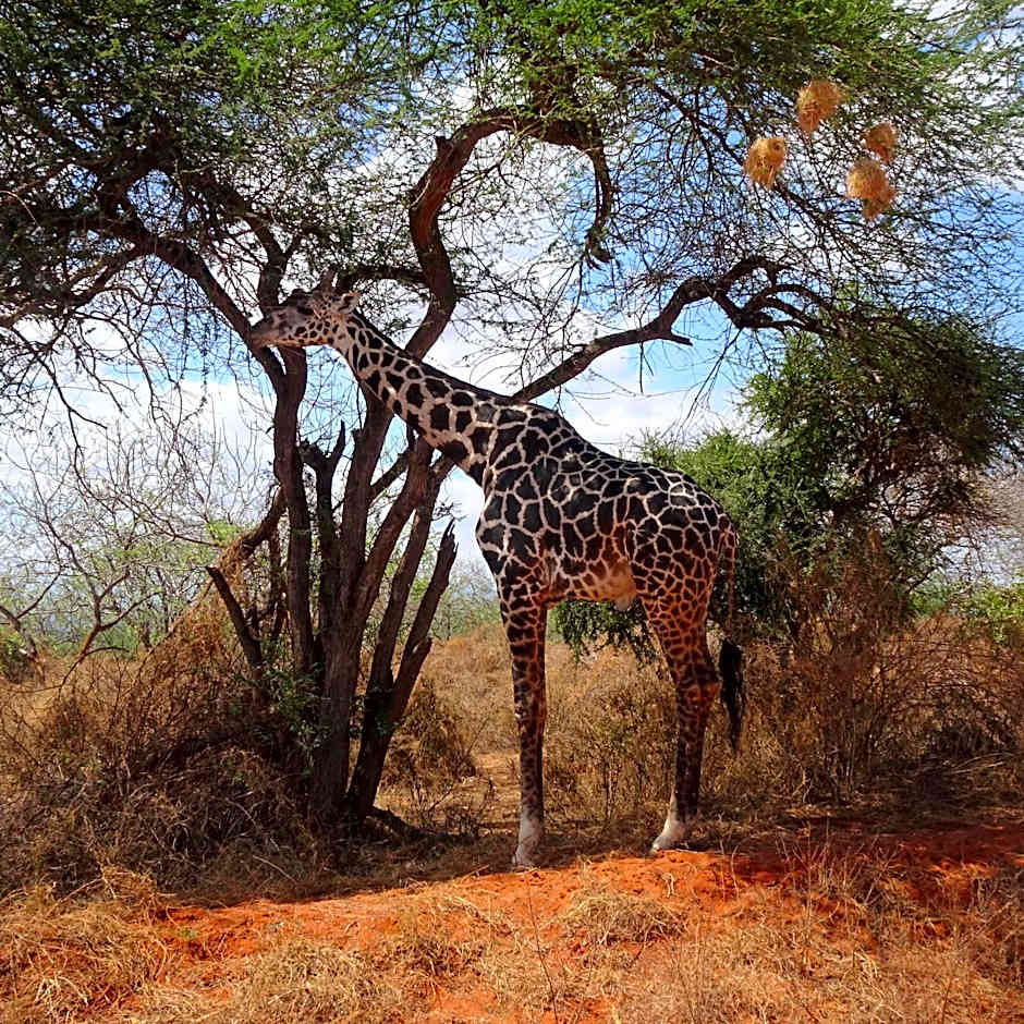 Tausa Tsavo Eco Lodge