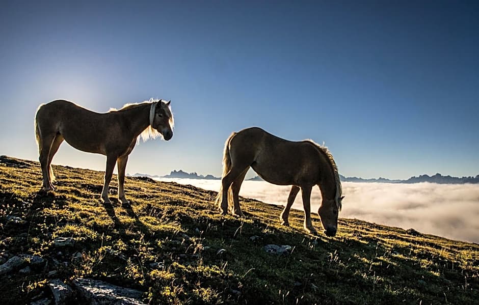 Aktiv & Relax Hotel Hubertus