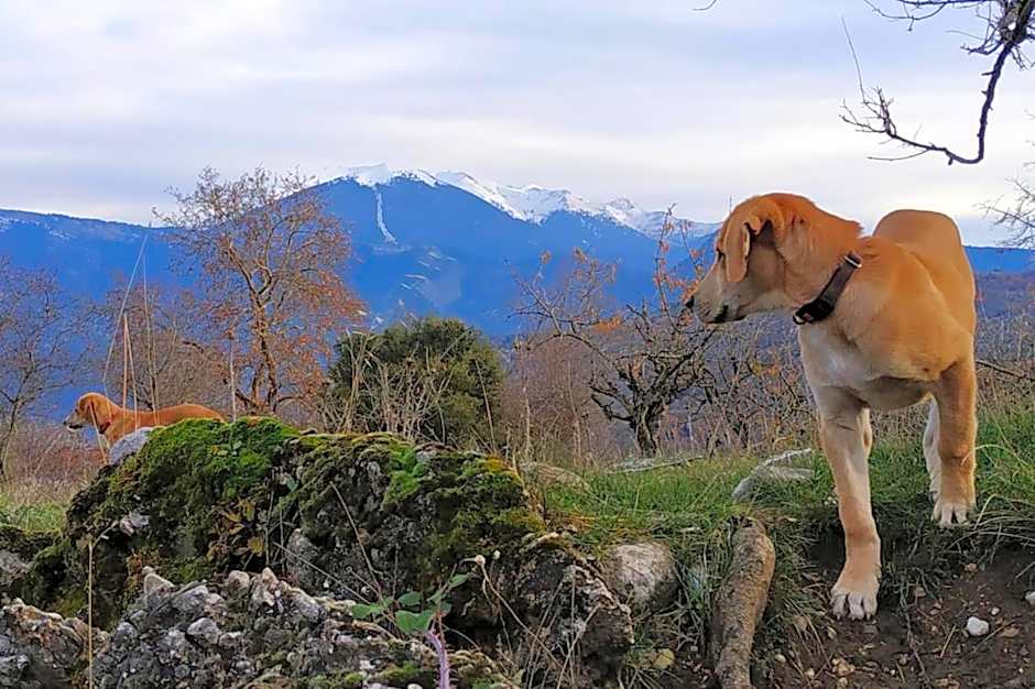 Orias Guesthouse & Farm